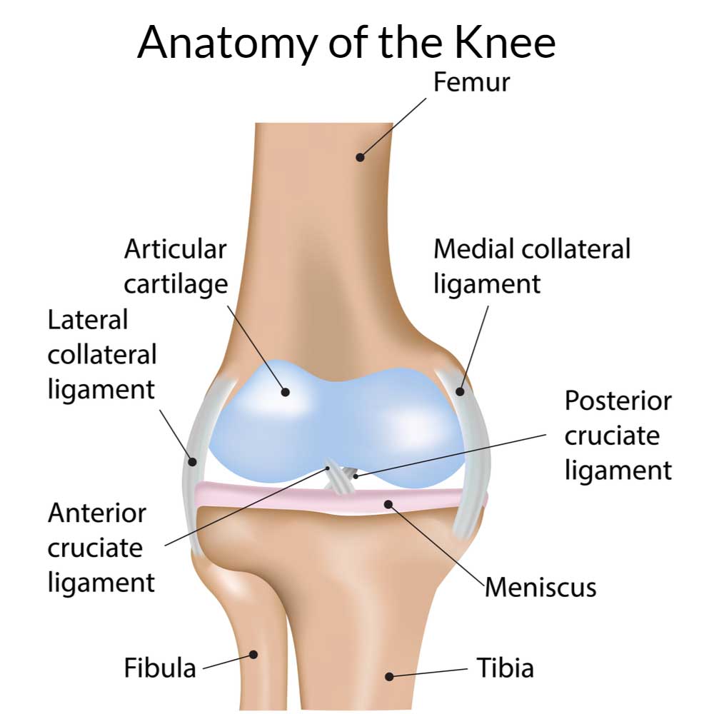Knee Anatomy Orthopedic Knee Specialist Manhattan New York City Ny