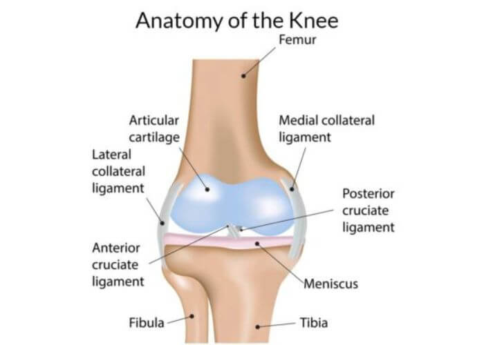 Anatomy of the Knee, Knee Specialist Fairfield, Shelton