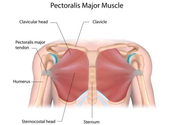 Pectoralis Major Tendon Tear Orthopedic Shoulder Doctor Manhattan New York City And New