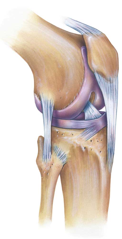 Posterolateral Corner Knee Injury