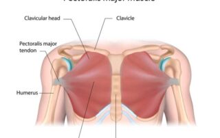 Pectoralis Major | Manhattan NY