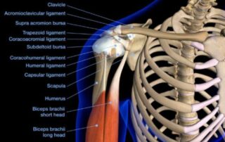 Shoulder Anatomy | Manhattan NY