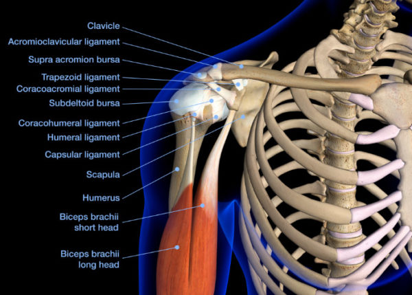 Scapula (Shoulder Blade): What It Is, Anatomy & Function