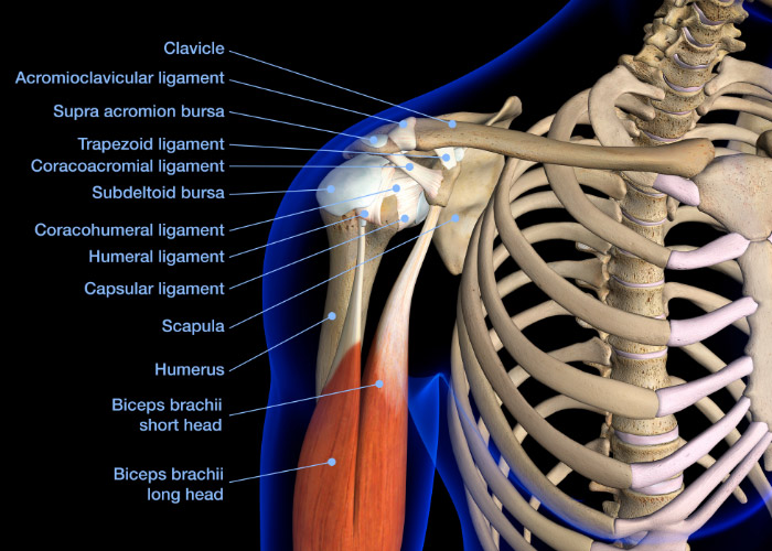 anatomy